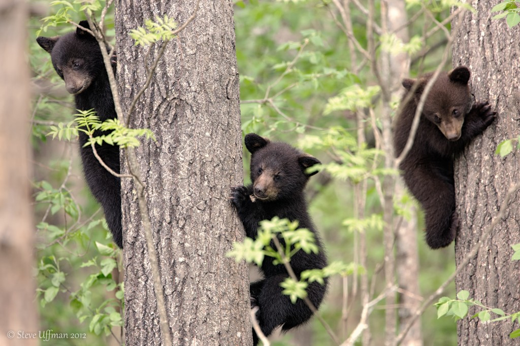 Spring Black Bear Cubs Steve and Marian Uffman Nature and Travel
