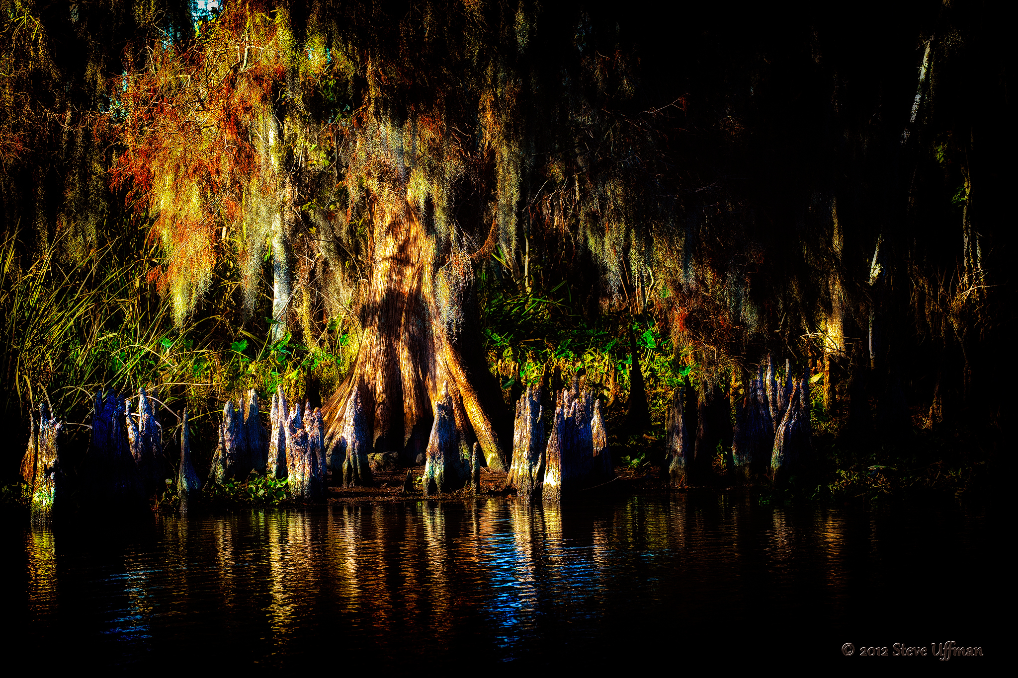 A Light In The Darkness Of A Louisiana Swamp Steve And Marian Uffman Nature And Travel Photography