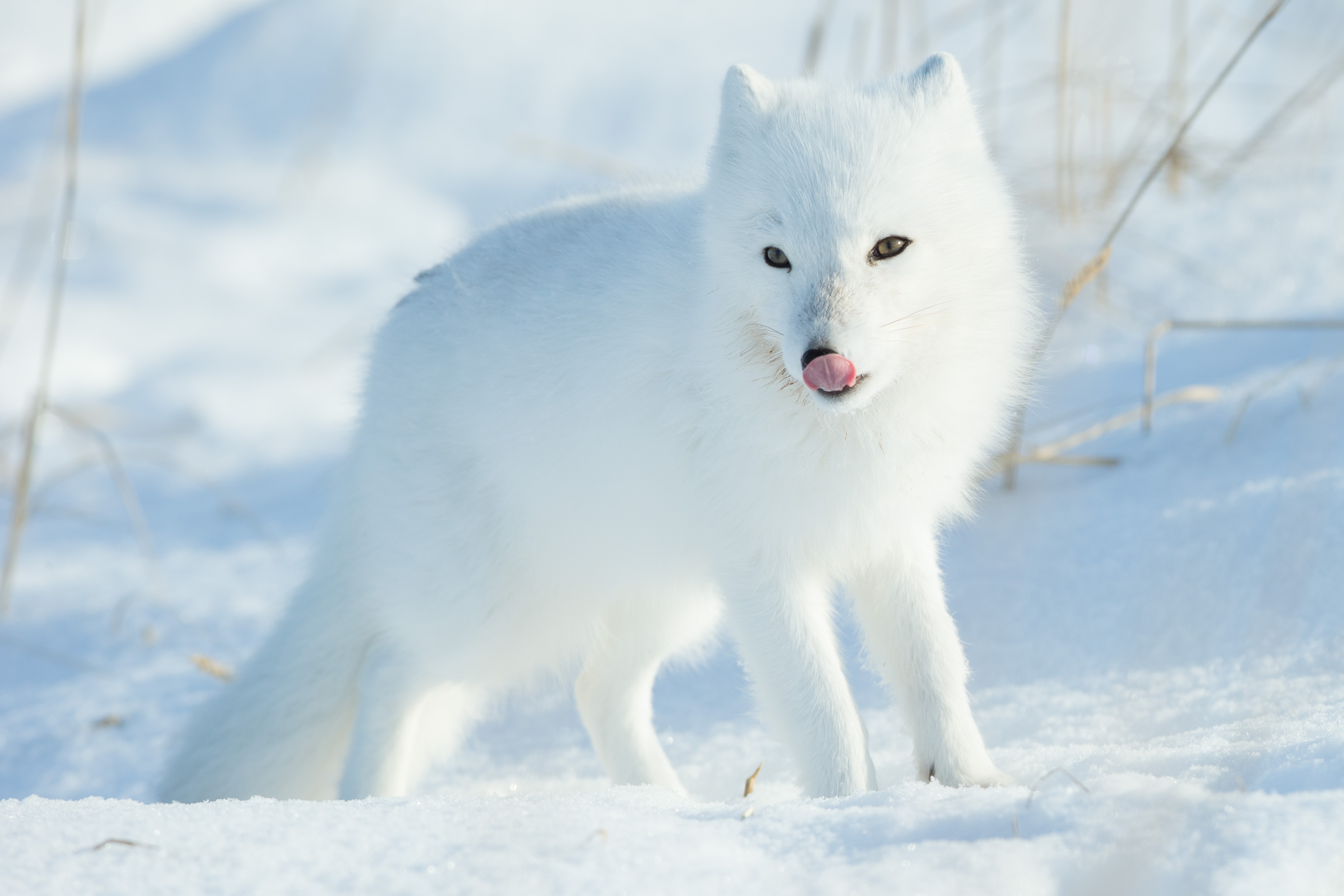 Magnificent Arctic Foxes Of Manitoba Steve And Marian Uffman Nature 