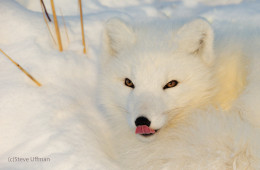 The Magnificently Beautiful Arctic Fox