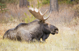 Bull Moose in Canadian Rockies