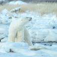 Polar bears of Seal River,  Manitoba Canada