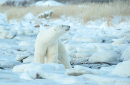 Polar bears of Seal River,  Manitoba Canada