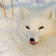 The Magnificently Beautiful Arctic Fox